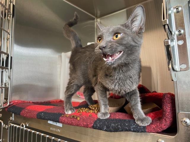 Shelter Stray Female Cat last seen Near BLOCK N 45TH ST, 3839 W Burnham St, West Milwaukee, WI 53215, USA