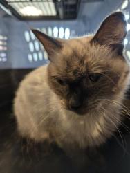 Shelter Stray Unknown Cat last seen Near BLOCK TROY ST, AURORA CO 80011 6638, 2080 S Quebec St, Denver, CO 80231, USA