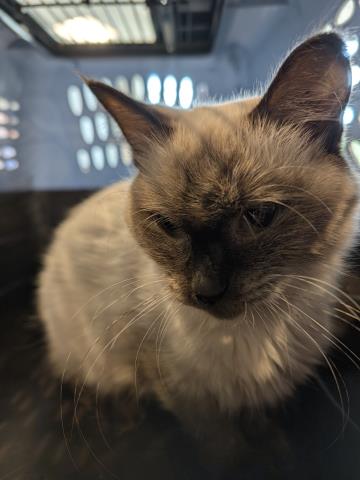 Shelter Stray Unknown Cat last seen Near BLOCK TROY ST, AURORA CO 80011 6638, 2080 S Quebec St, Denver, CO 80231, USA