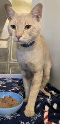 Shelter Stray Male Cat last seen Near BLOCK HIGHLANDS DR, SAN JACINTO, 581 S Grand Ave, San Jacinto, CA 92582, USA