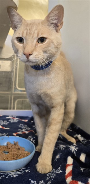 Shelter Stray Male Cat last seen Near BLOCK HIGHLANDS DR, SAN JACINTO, 581 S Grand Ave, San Jacinto, CA 92582, USA