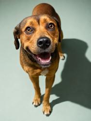 Shelter Stray Female Dog last seen Near BLOCK HAWTHORNE, 2020 Forest St, Jacksonville, FL 32204, USA