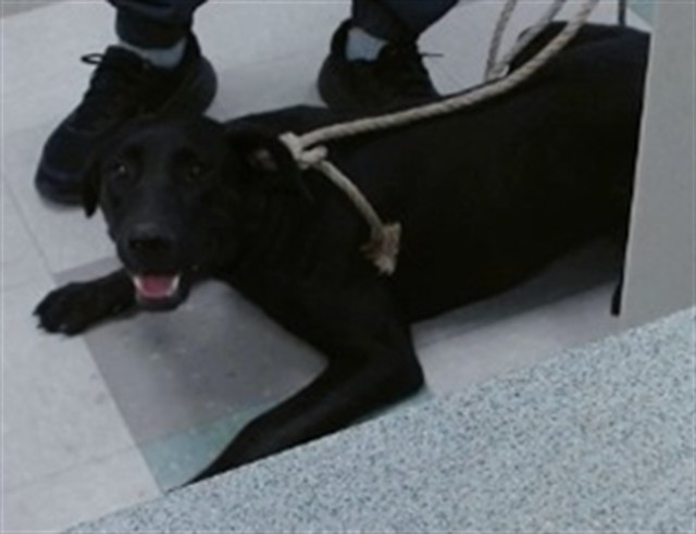 Shelter Stray Female Dog last seen ABANDONED AT 1144 SW 27TH ST, 2811 SE 29th St, Oklahoma City, OK 73129, USA