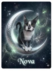 Lost Female Cat last seen Doblon & N. Baird St, Green Bay, WI 54302