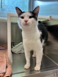 Shelter Stray Female Cat last seen Near BLOCK JACKSON DR, 12155 Park Blvd, Brighton, CO 80601, USA