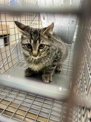 Shelter Stray Male Cat last seen Near BLOCK E 98TH PL, 12155 Park Blvd, Brighton, CO 80601, USA