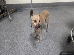Shelter Stray Male Dog last seen , 3201 Lacy St, Los Angeles, CA 90031, USA