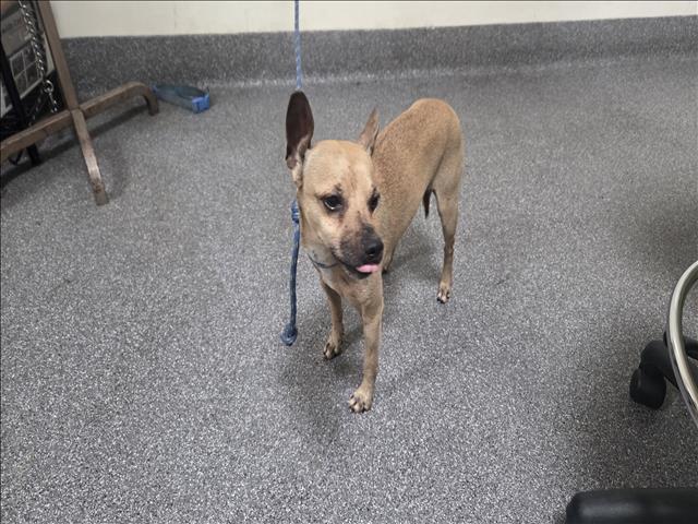 Shelter Stray Male Dog last seen , 3201 Lacy St, Los Angeles, CA 90031, USA