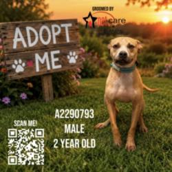 Shelter Stray Male Dog last seen , 3201 Lacy St, Los Angeles, CA 90031, USA