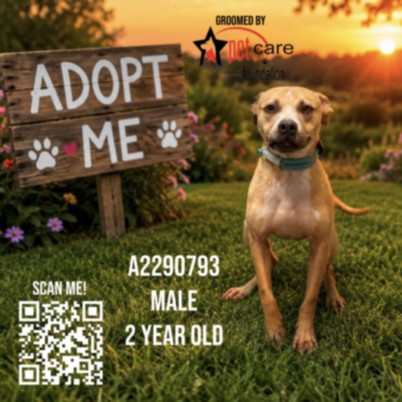 Shelter Stray Male Dog last seen , 3201 Lacy St, Los Angeles, CA 90031, USA