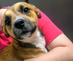 Shelter Stray Male Dog last seen , 4000 N Silverbell Rd, Tucson, AZ 85745, USA