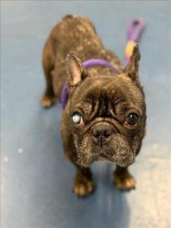 Shelter Stray Female Dog last seen , 1850 W 60th St, Los Angeles, CA 90047, USA