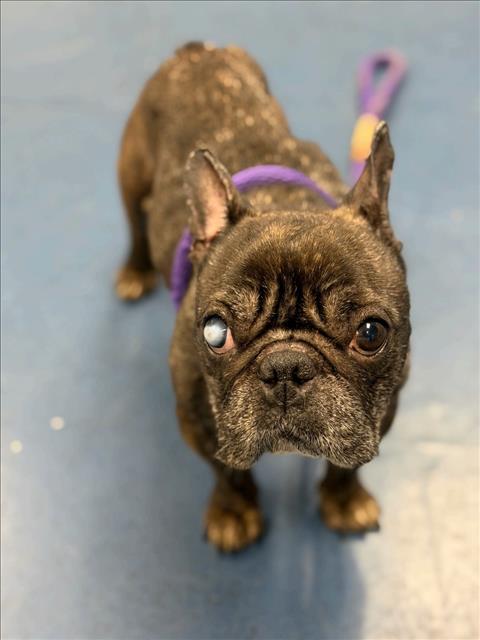 Shelter Stray Female Dog last seen , 1850 W 60th St, Los Angeles, CA 90047, USA