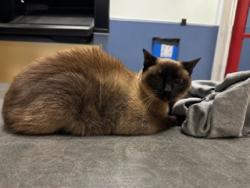 Shelter Stray Female Cat last seen , 3599 NW 79th Ave, Doral, FL 33122, USA