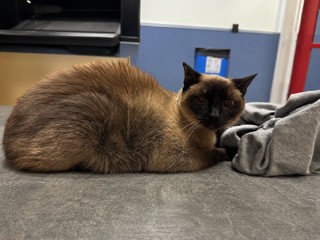 Shelter Stray Female Cat last seen , 3599 NW 79th Ave, Doral, FL 33122, USA