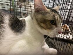 Shelter Stray Male Cat last seen , 1850 W 60th St, Los Angeles, CA 90047, USA