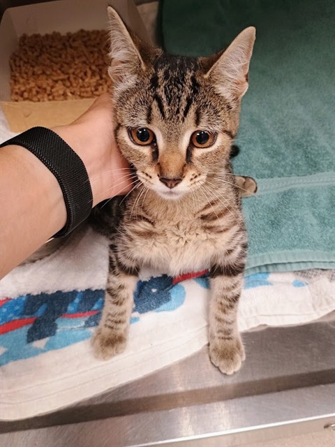 Shelter Stray Female Cat last seen ALAMANCE COUNTY, 221 Stone Quarry Rd, Burlington, NC 27217, USA