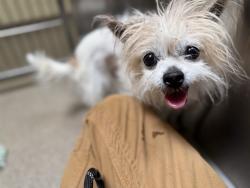 Shelter Stray Female Dog last seen Near BLOCK W ALAMEDA AVE, DENVER CO 80219, 1241 W Bayaud Ave, Denver, CO 80223, USA