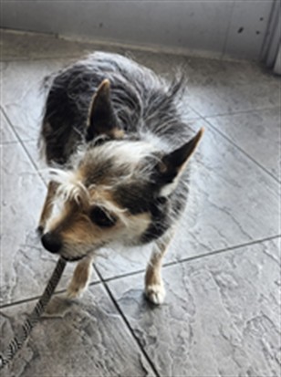 Shelter Stray Female Dog last seen , 11361 W Pico Blvd, Los Angeles, CA 90064, USA