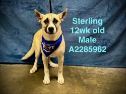 Shelter Stray Male Dog last seen , West Valley Animal Shelter, 20655 Plummer St, Chatsworth, CA 91311, USA