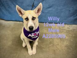 Shelter Stray Male Dog last seen , West Valley Animal Shelter, 20655 Plummer St, Chatsworth, CA 91311, USA
