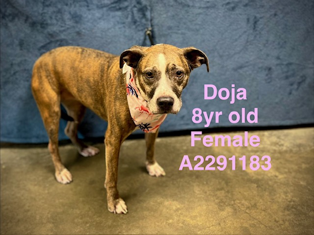 Shelter Stray Female Dog last seen , West Valley Animal Shelter, 20655 Plummer St, Chatsworth, CA 91311, USA