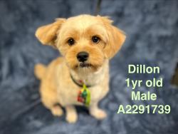 Shelter Stray Male Dog last seen , West Valley Animal Shelter, 20655 Plummer St, Chatsworth, CA 91311, USA