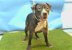 Shelter Stray Male Dog last seen , 216 W Victoria St, Gardena, CA 90248, USA