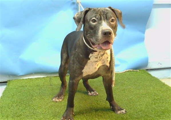 Shelter Stray Male Dog last seen , 216 W Victoria St, Gardena, CA 90248, USA