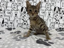 Shelter Stray Female Cat last seen , 957 N Gaffey St, San Pedro, CA 90731, USA