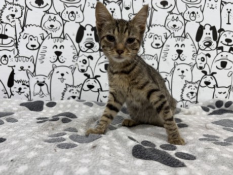 Shelter Stray Female Cat last seen , 957 N Gaffey St, San Pedro, CA 90731, USA