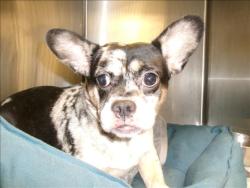 Shelter Stray Male Dog last seen , 14409 Vanowen St, Van Nuys, CA 91405, USA