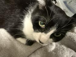 Shelter Stray Female Cat last seen , 14409 Vanowen St, Van Nuys, CA 91405, USA