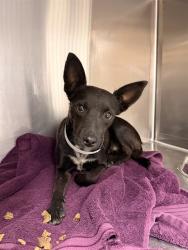 Shelter Stray Female Dog last seen Near BLOCK CHERRY COVE, PALM SPRINGS CA 92262, 72050 Pet Land Pl, Thousand Palms, CA 92276, USA