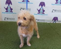 Shelter Stray Male Dog last seen , 2769 Conroy Rd, Orlando, FL 32839, USA