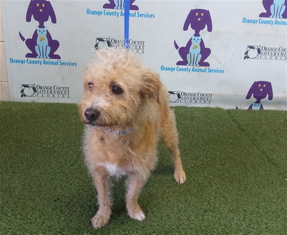Shelter Stray Male Dog last seen , 2769 Conroy Rd, Orlando, FL 32839, USA