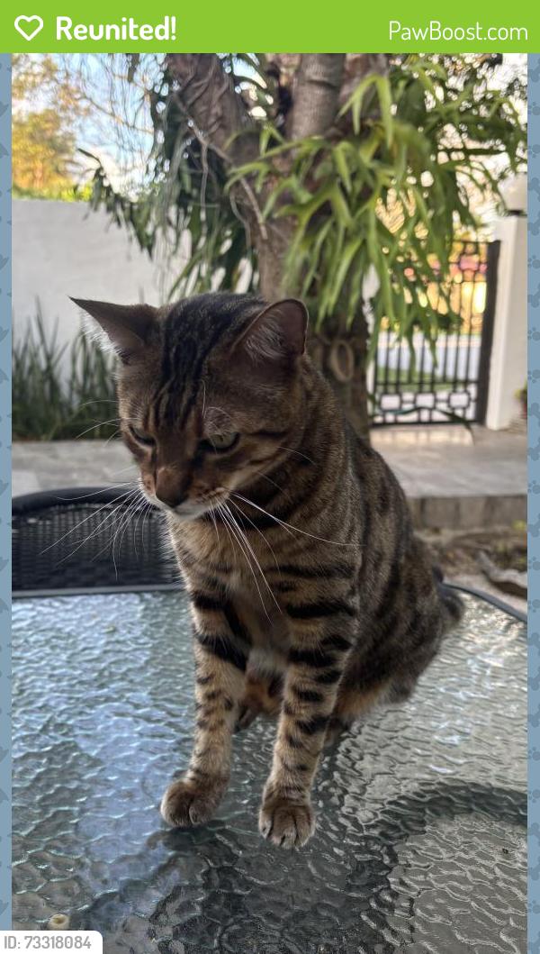 Reunited Male Cat last seen Near sw 130th st, Miami, FL 33156
