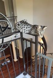Reunited Male Cat last seen Near w utica street, Broken Arrow, OK 74011