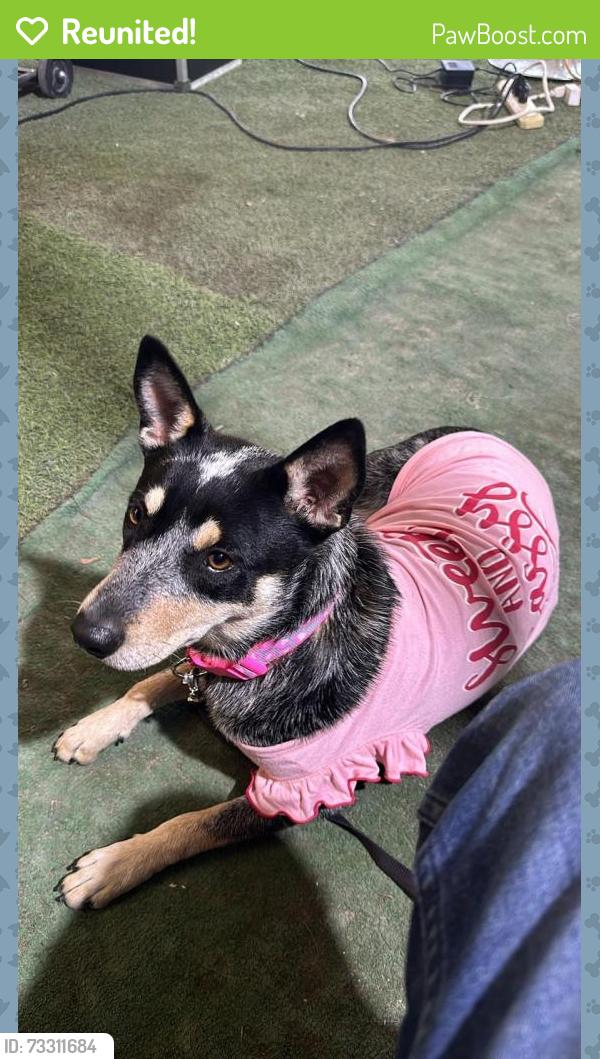 Reunited Female Dog last seen Near sw 160th 33331, Southwest Ranches, FL 33331