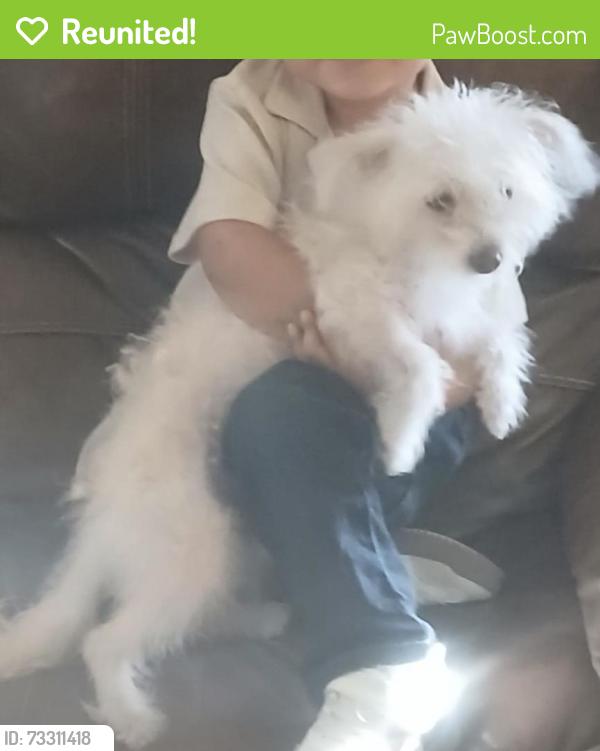Reunited Female Dog last seen Carousel dr, El Paso, TX 79912