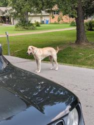 Found/Stray Female Dog last seen Near graysville road, Chattanooga, TN 37421