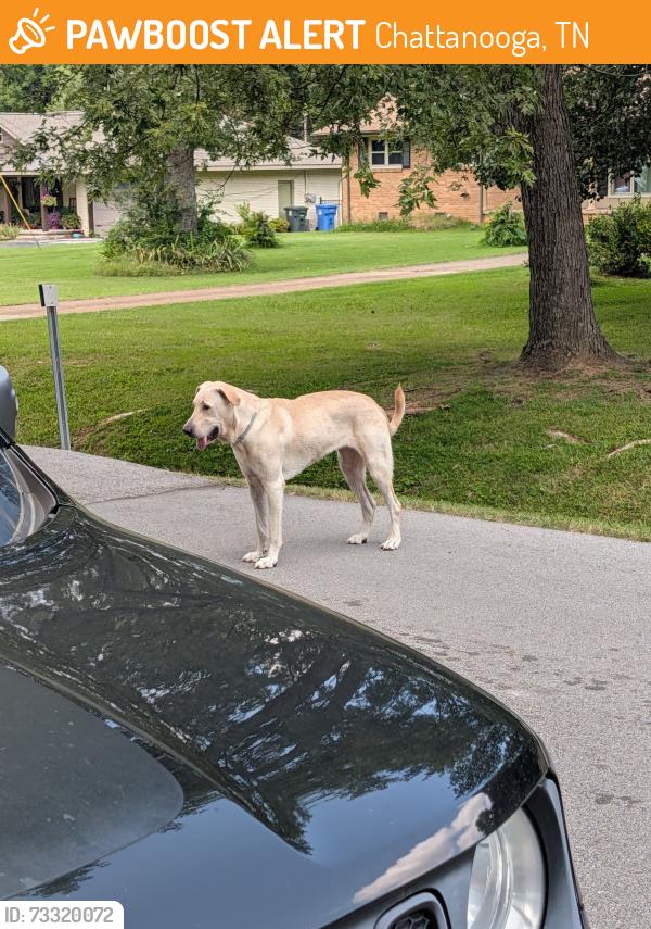 Found/Stray Female Dog last seen Near graysville road, Chattanooga, TN 37421