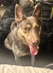 Found/Stray Male Dog last seen Harris & Eastern, near The Animal Foundation, Las Vegas, NV 89101