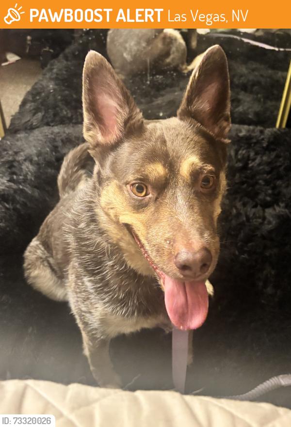 Found/Stray Male Dog last seen Harris & Eastern, near The Animal Foundation, Las Vegas, NV 89101