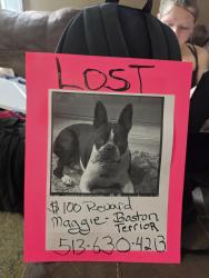 Lost Female Dog last seen Maineville post office, Maineville, OH 45039
