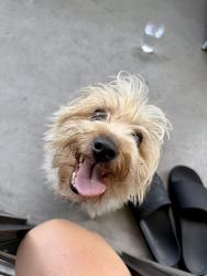 Found/Stray Male Dog last seen Morrison St. and Klump St. - NoHo Arts District, Los Angeles, CA 91601