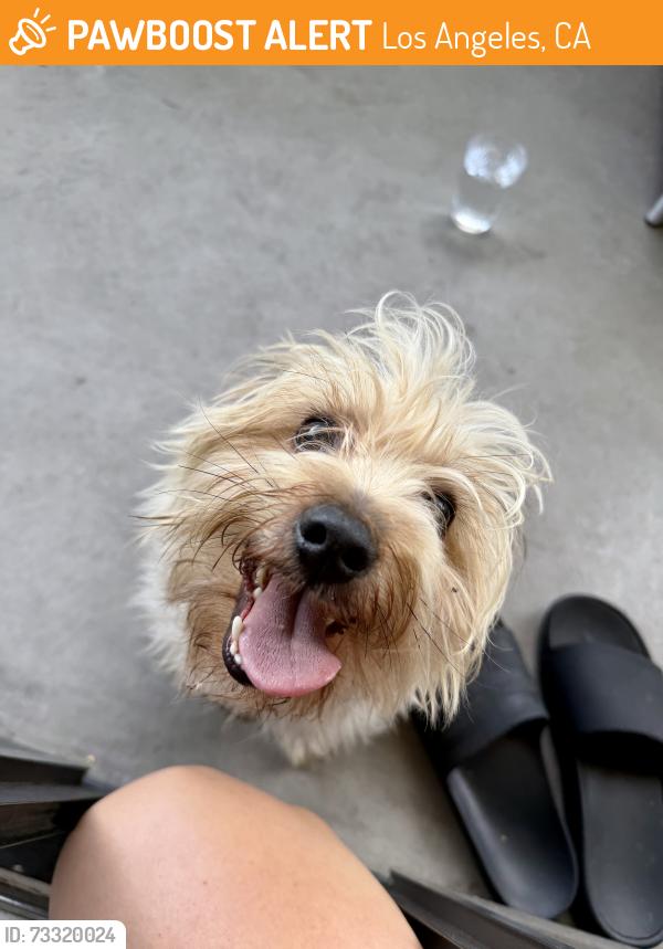 Found/Stray Male Dog last seen Morrison St. and Klump St. - NoHo Arts District, Los Angeles, CA 91601