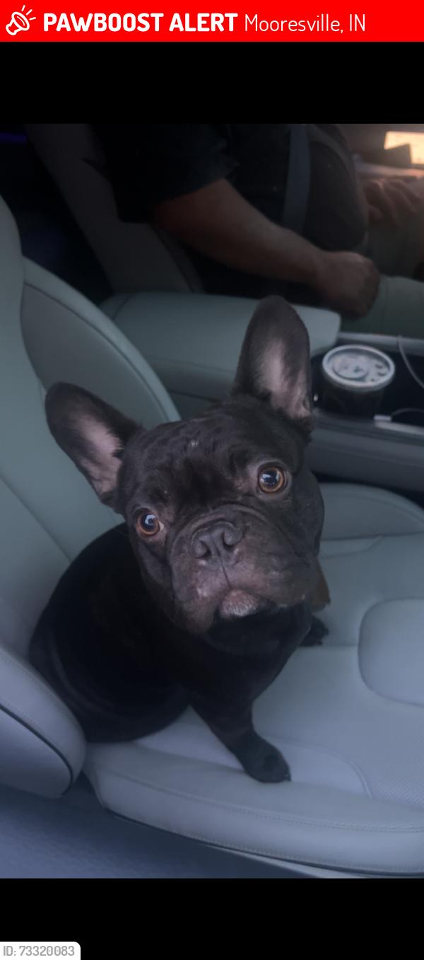 Lost Male Dog last seen Infront of Ford dealership, Mooresville, IN 46158