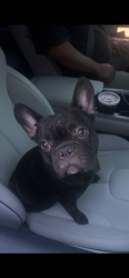 Lost Male Dog last seen Infront of Ford dealership, Mooresville, IN 46158