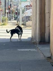 Found/Stray Male Dog last seen Seminary Ave and Avenal Ave, Oakland, CA 94605